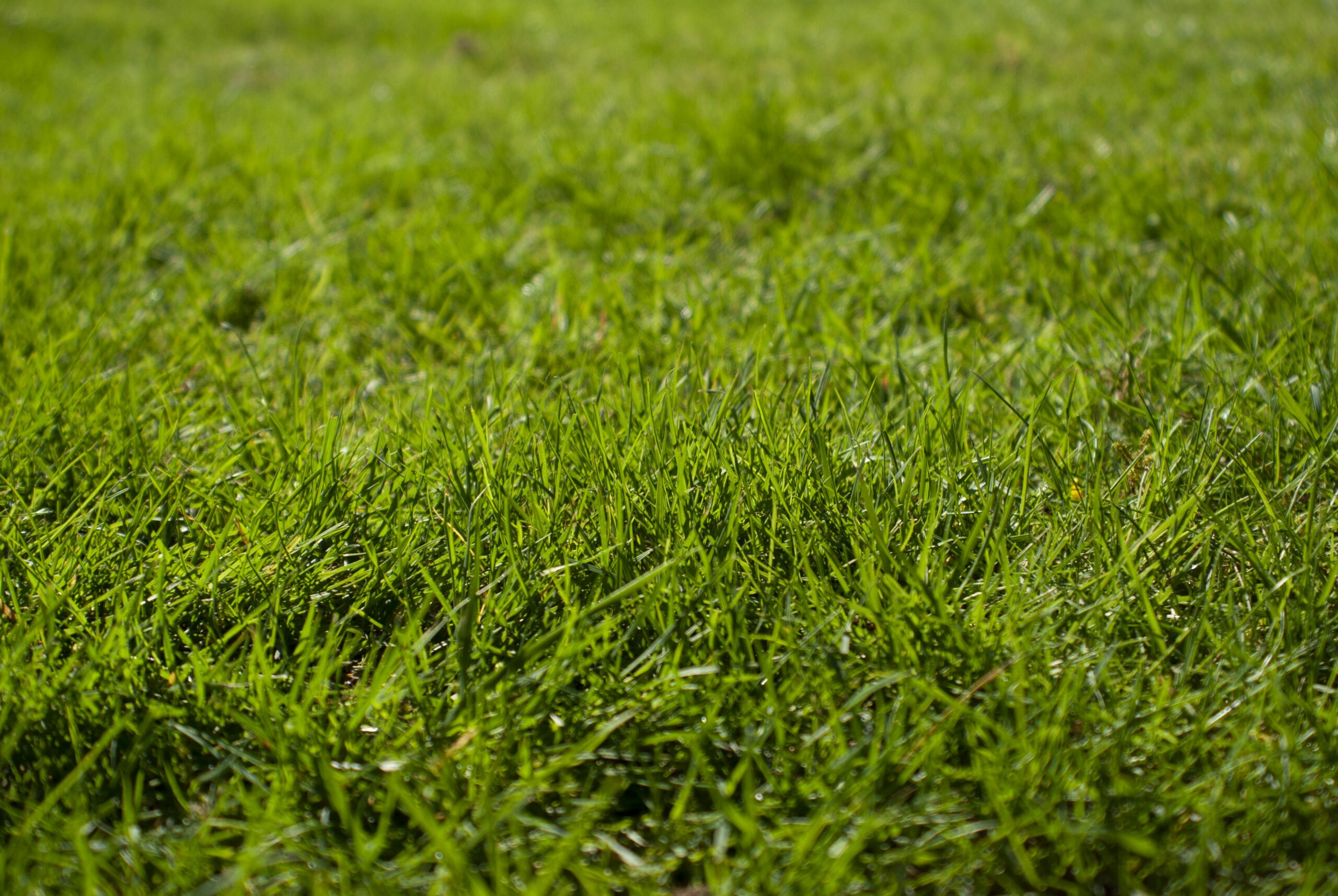 Pure Kikuyu Seed (Coated) - Image 3