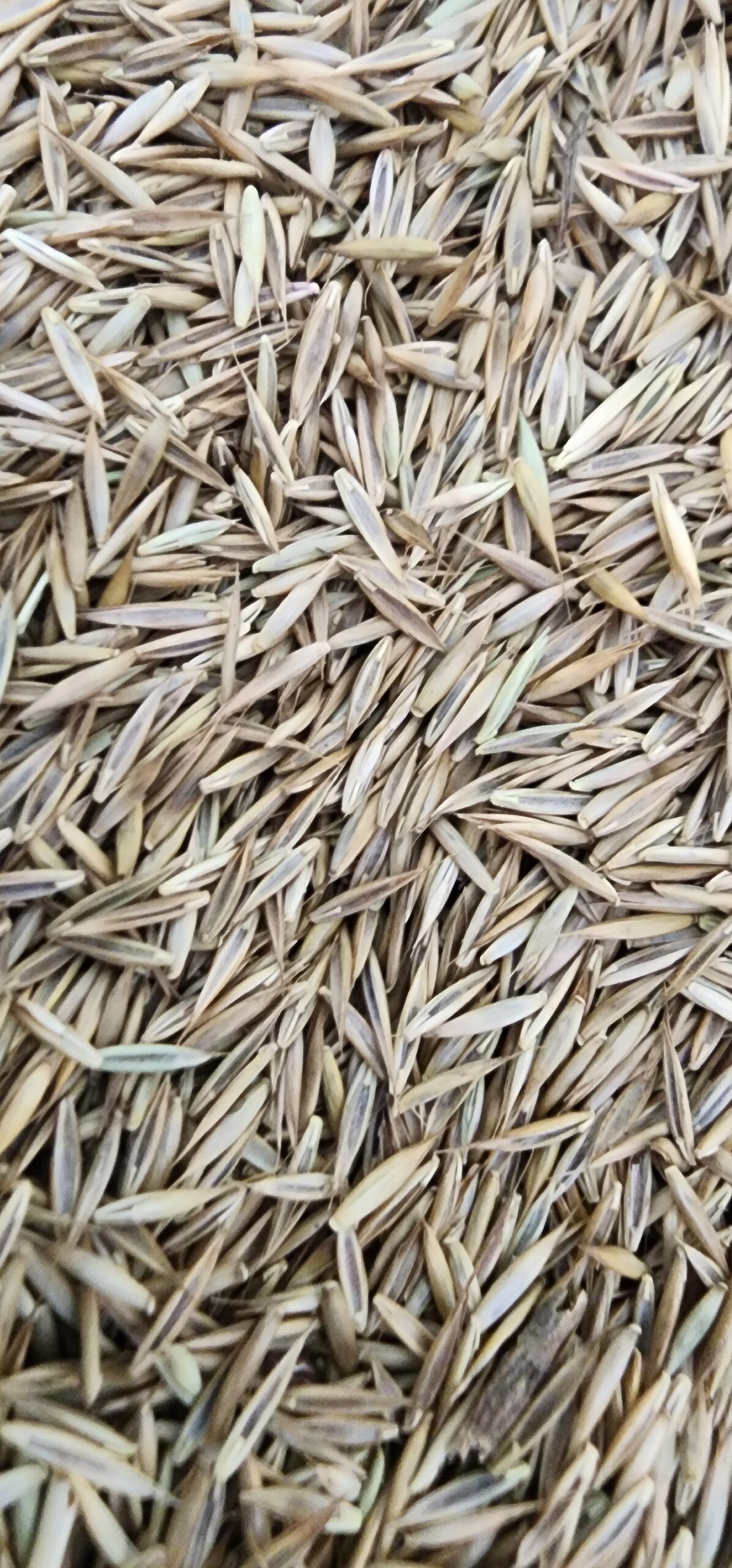Pure Creeping Red Fescue Seed - Image 2