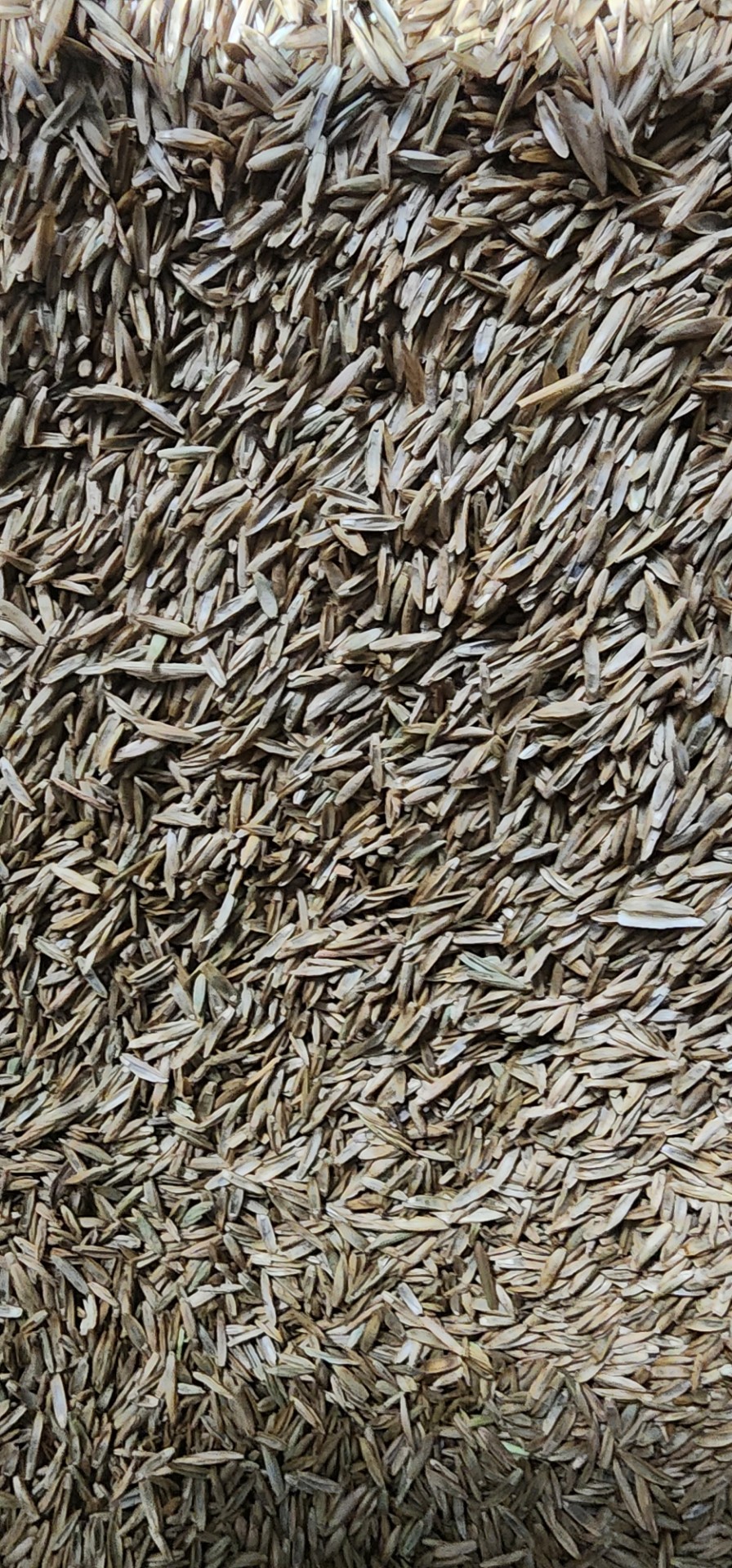 Pure Perennial Ryegrass Seed - Image 3