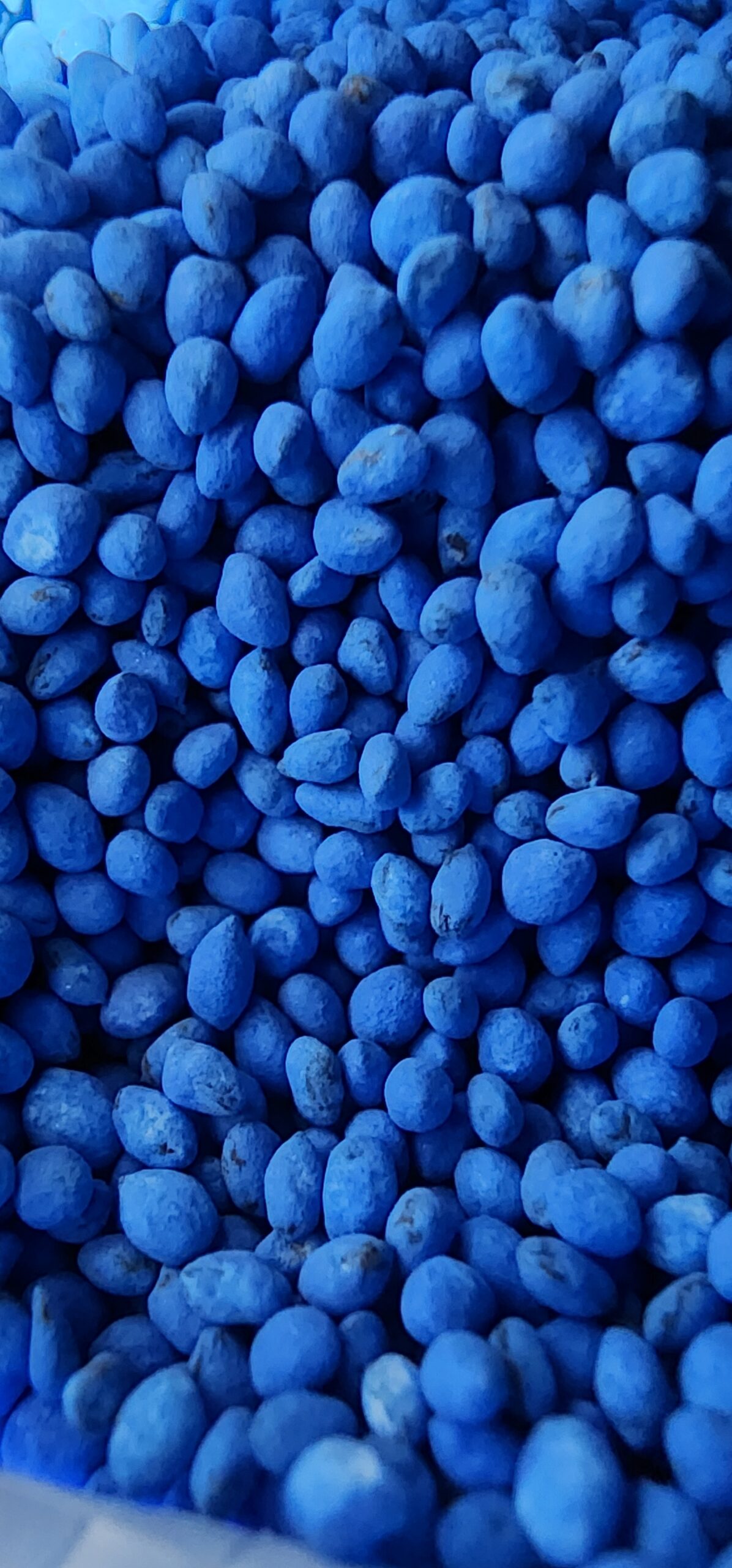 Pure Kikuyu Seed (Coated) - Image 2